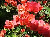 Bougainvillea_ ReddishJPG 